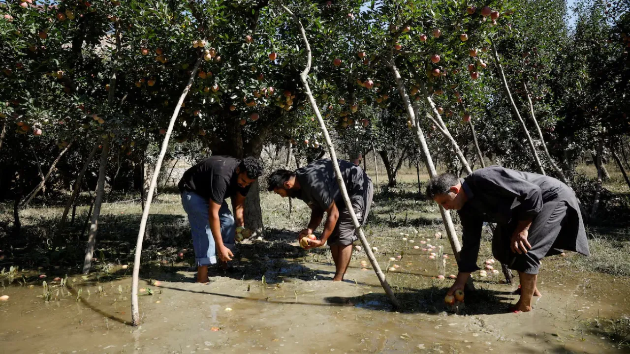 Copy of Local Samosa FI - 1