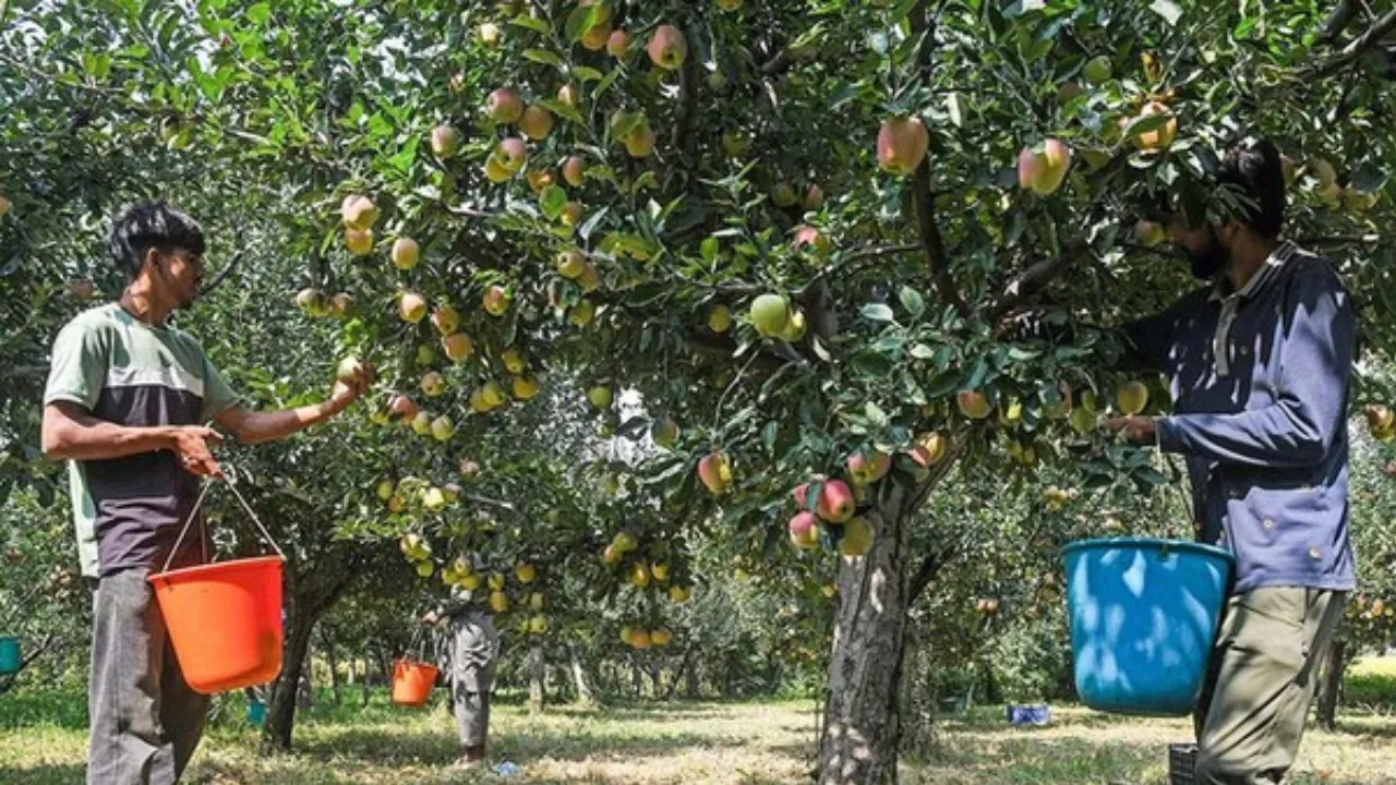 Copy of Local Samosa FI - 3