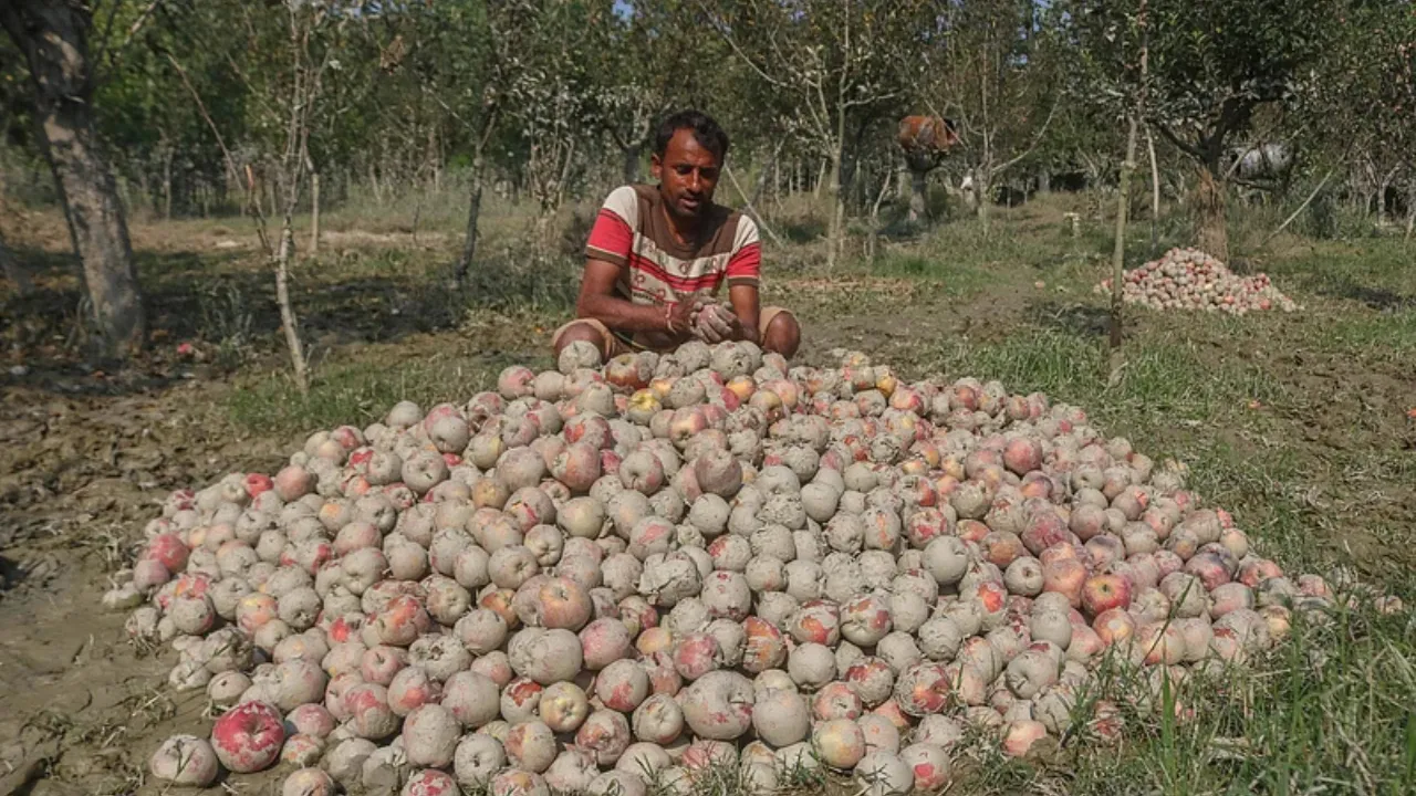 Copy of Local Samosa FI - 4
