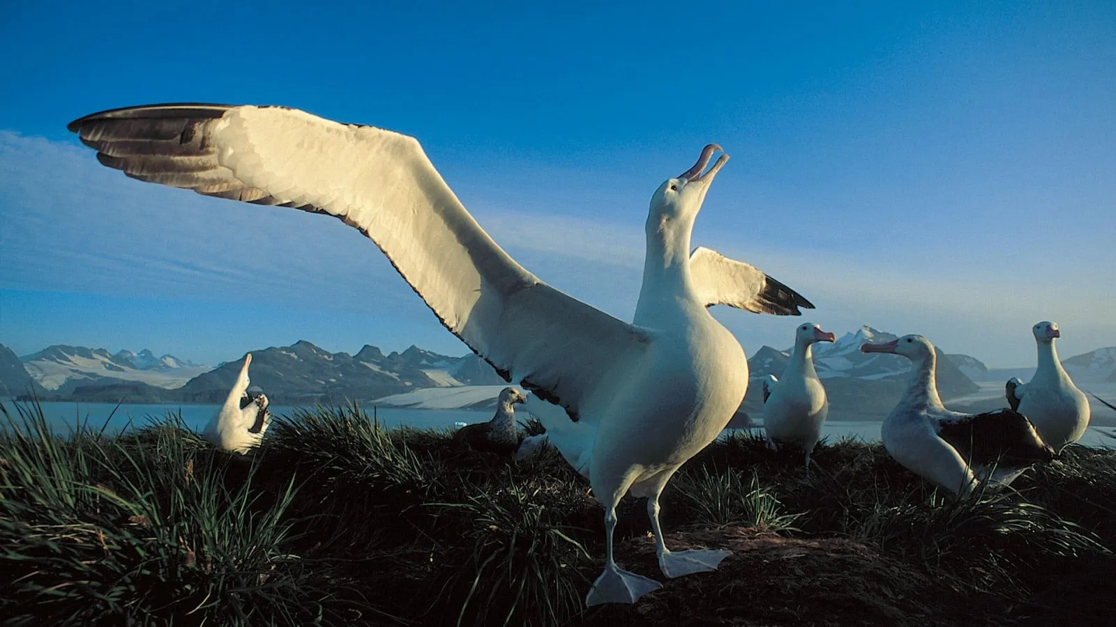 Albatrosses 1