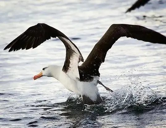Albatrosses