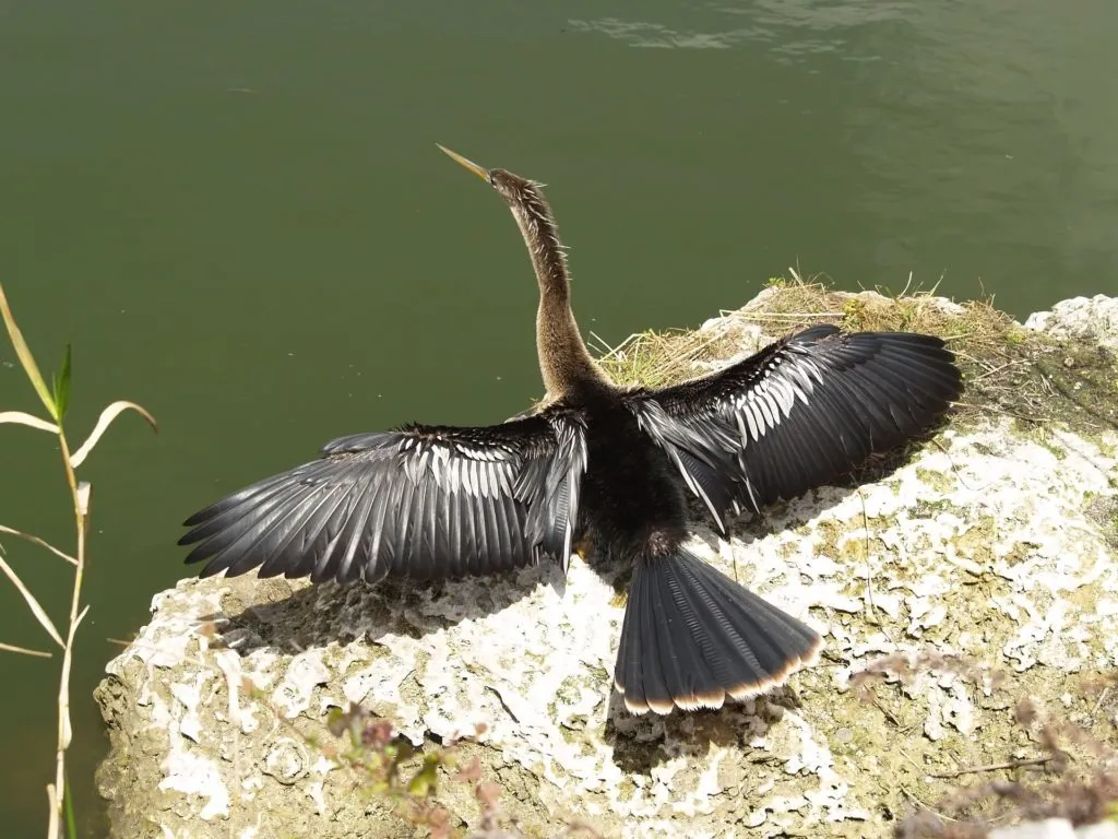 anhinga-966527_1920-1024x768