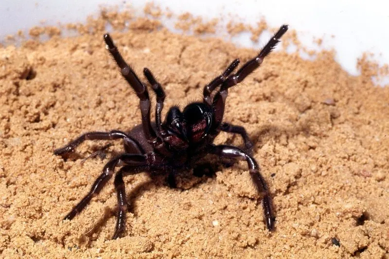 Sydney Funnel-Web Spider