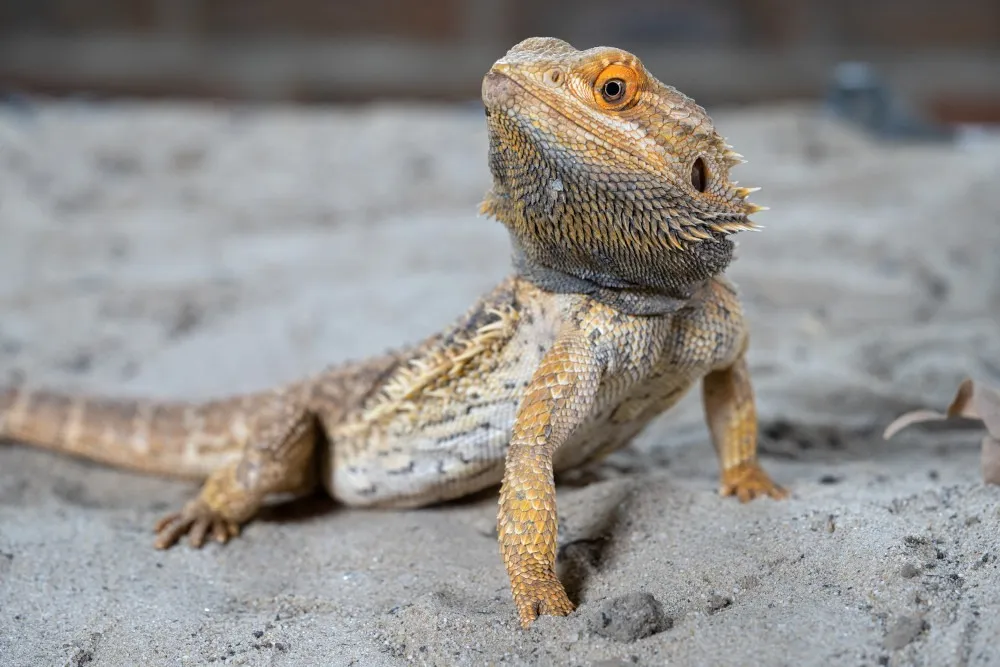 bearded-dragon-on-sand