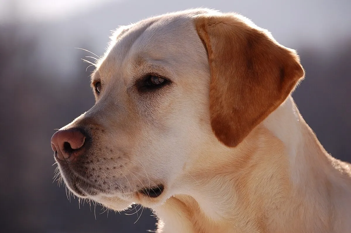 1200px-Labrador_Retriever_portra