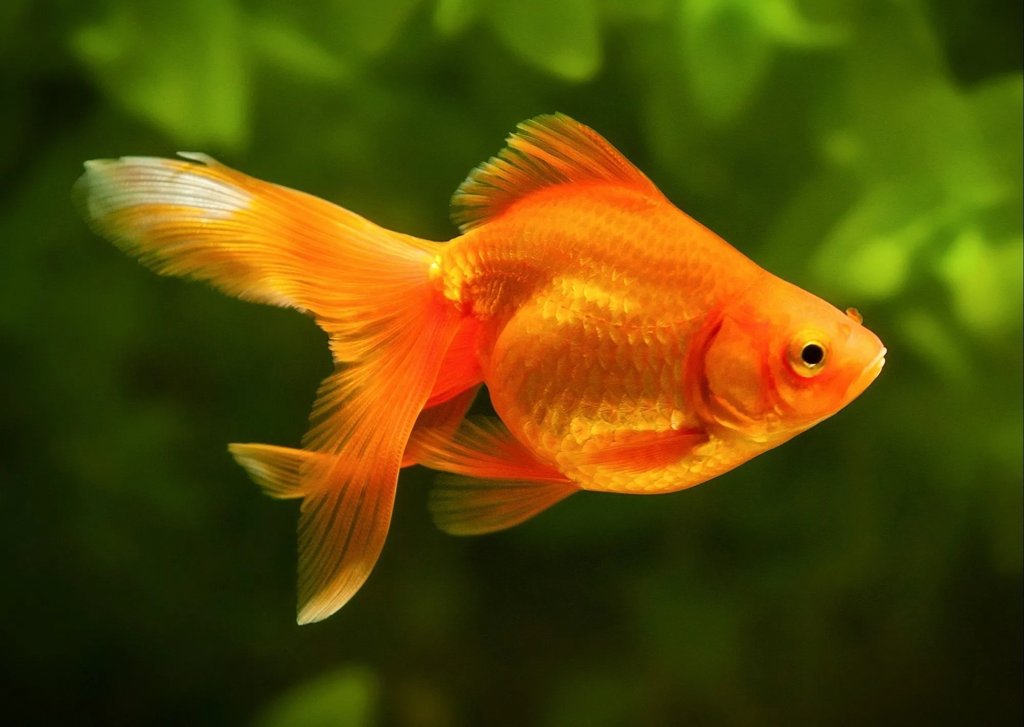 live-fish