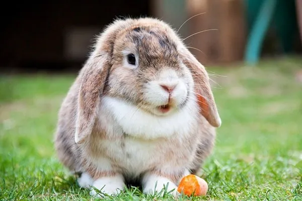 Rabbit-Facts
