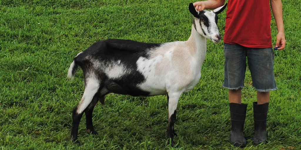 alpine-goats_1