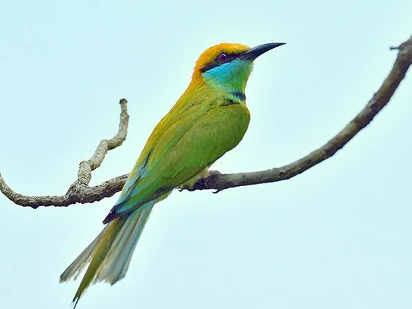 asian-green-bee-eater_0806_CC