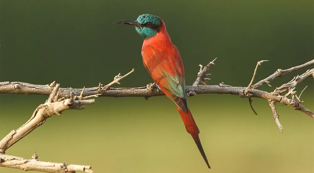 Bee-eater-Carmine-Northern_-ML