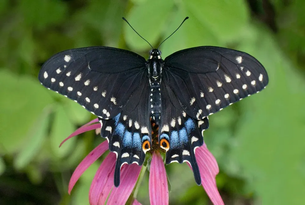Black-Swallowtail_2Jefferson_10SEP2010_SBright