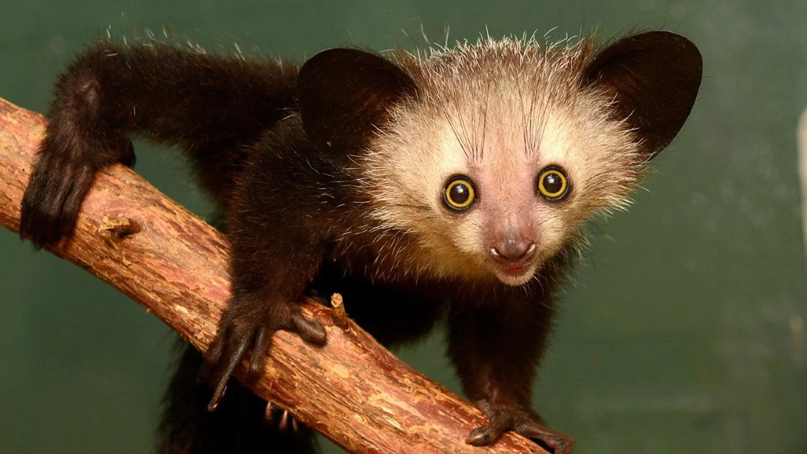 aye-aye-1