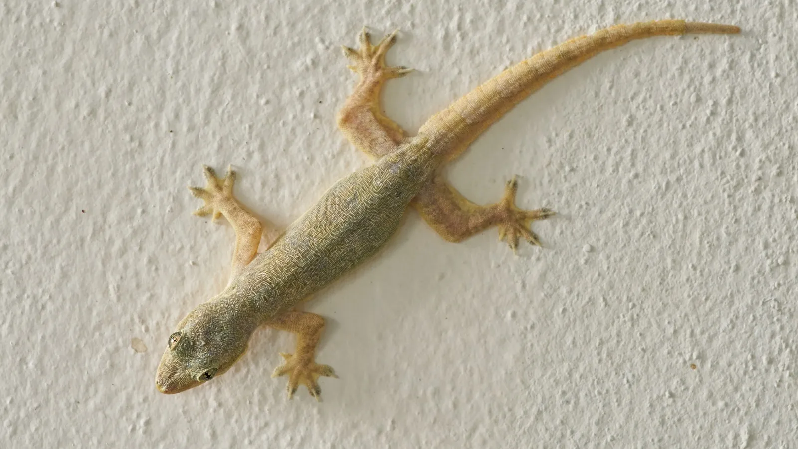 chipkali-bhagane-shipra-rai-ki-t