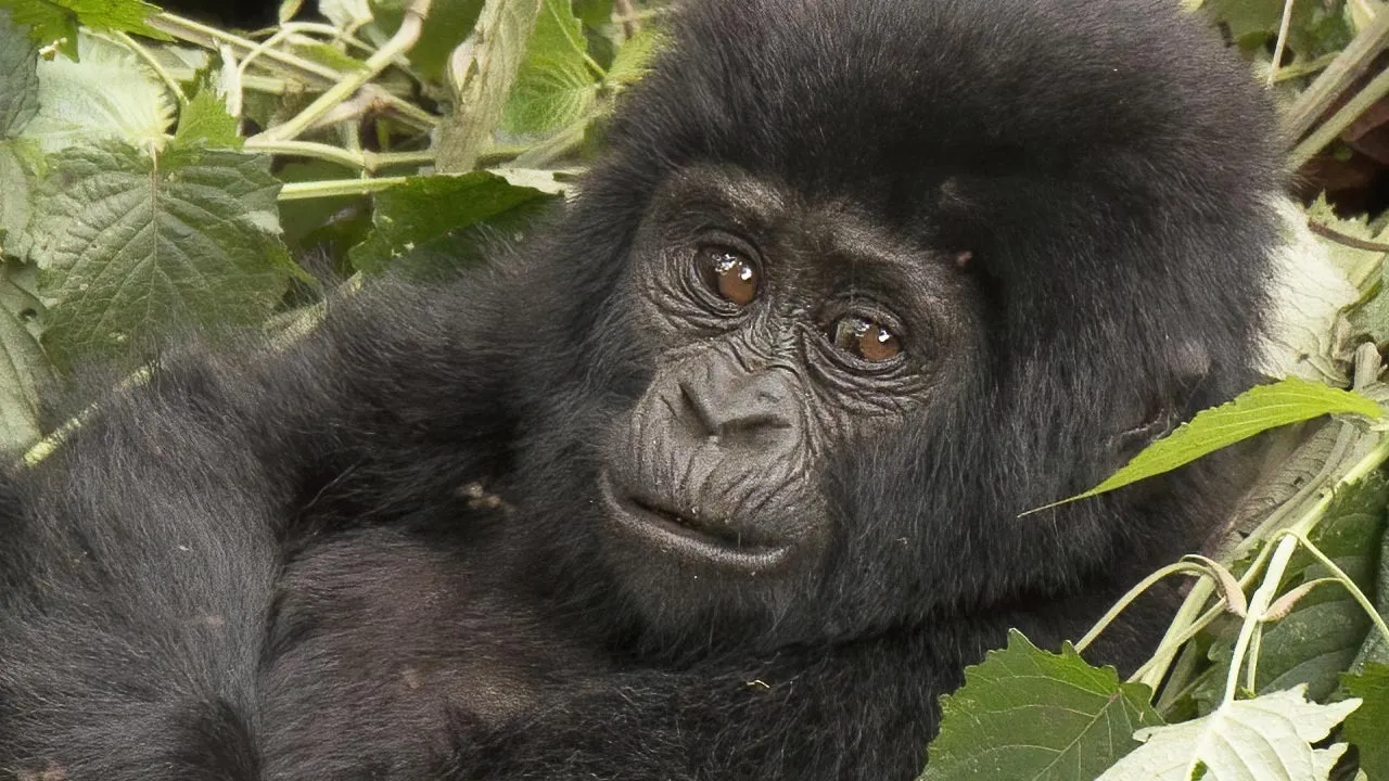 mountain-gorilla-complete-information-kids-guide-hindi-2