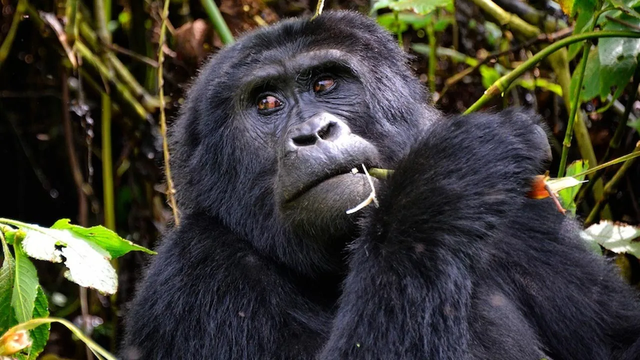 mountain-gorilla-complete-information-kids-guide-hindi-3