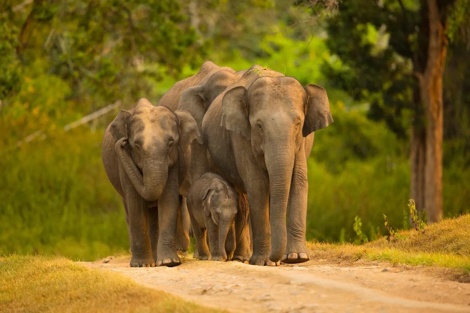 Karnataka Tourism paves way for wider outreach in Eastern India by organising a unique roadshow in Kolkata (2)