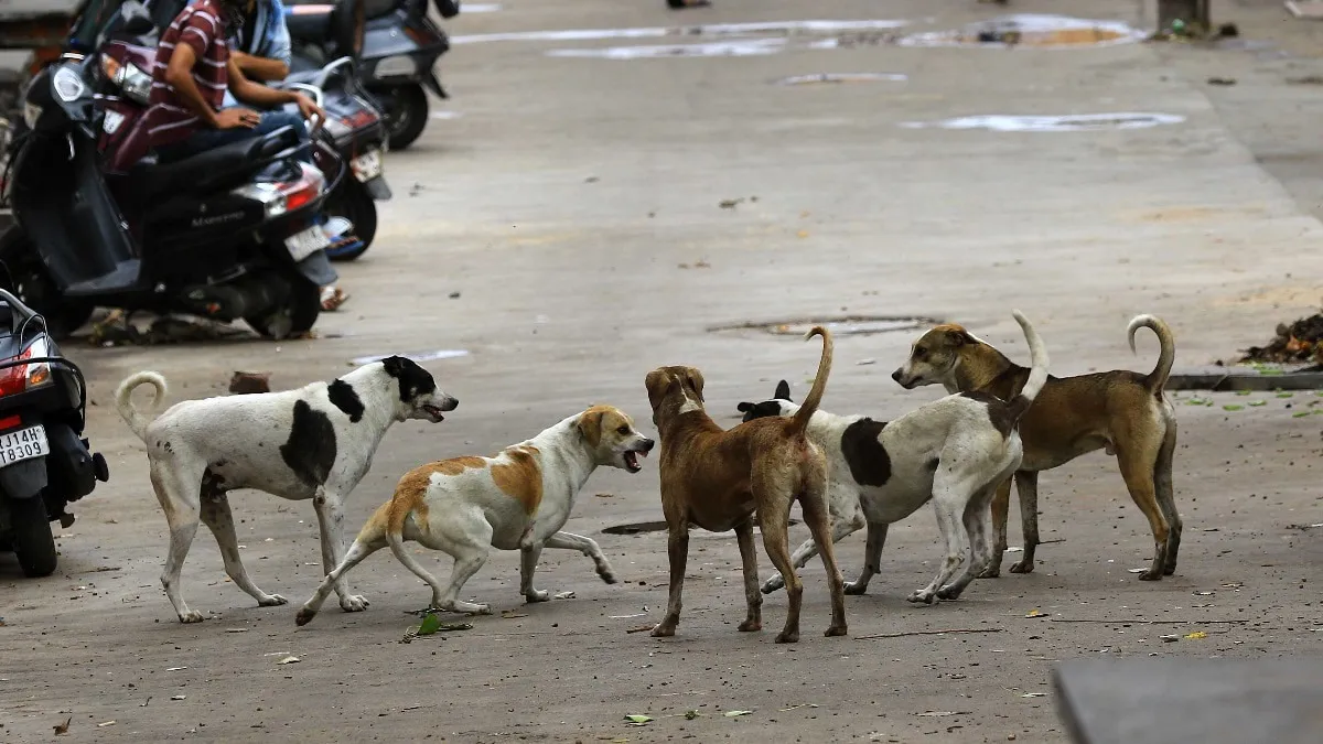 Supreme Court orders Delhi and NCR authorities to leash stray dog