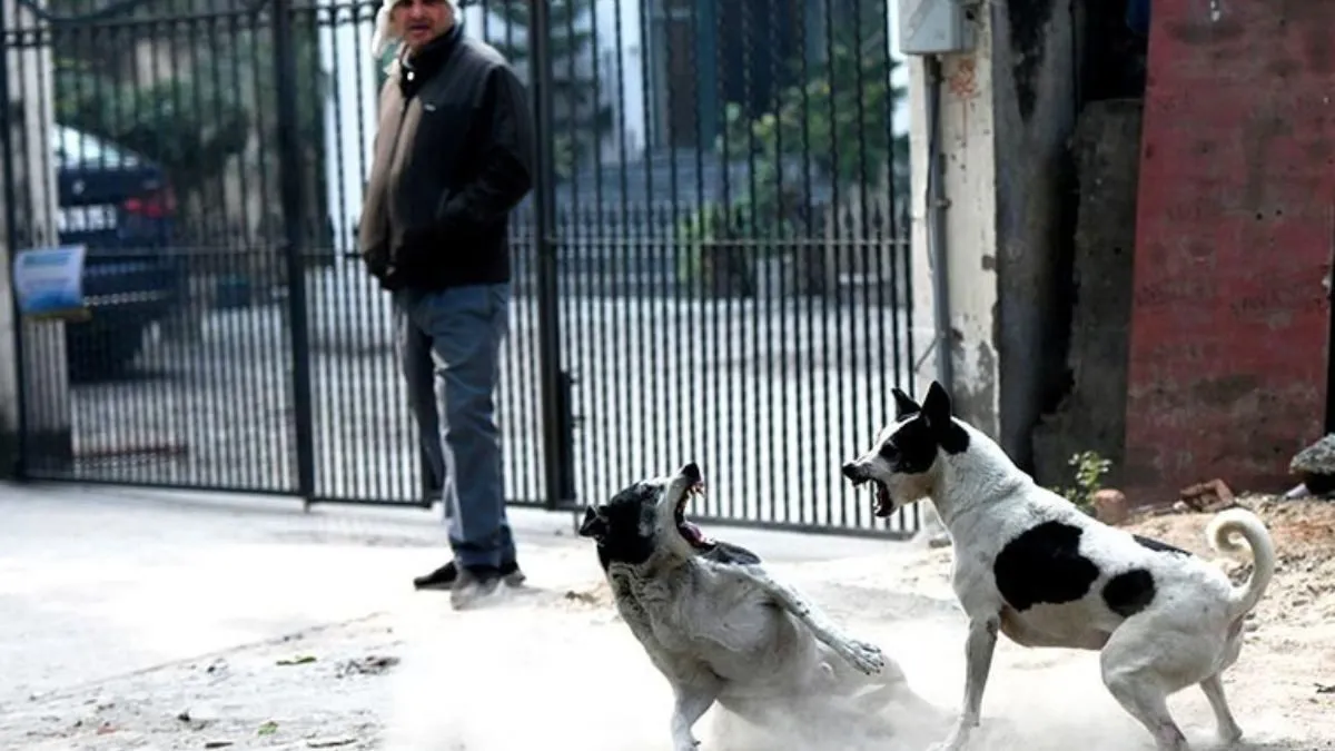 Supreme Court orders Delhi and NCR authorities to leash stray dog