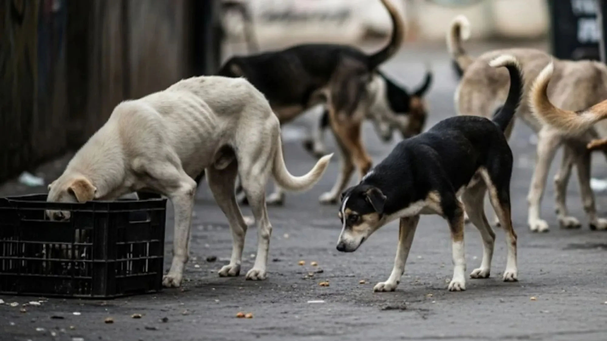 Supreme Court stray dogs order