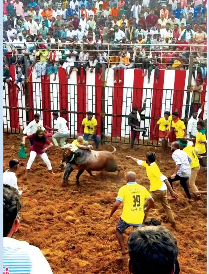 jalikattu1