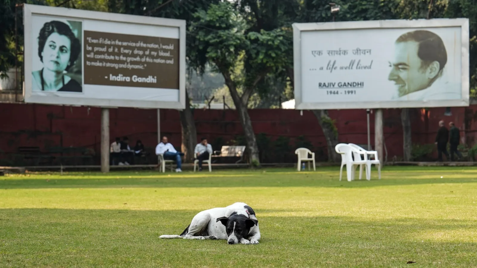 A dog rests at Congress office on the day of the results of Bihar elections in New Delhi on Friday, Nov 14, 2025.