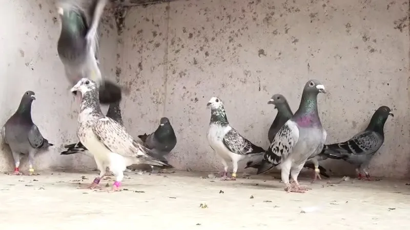 mandya dove