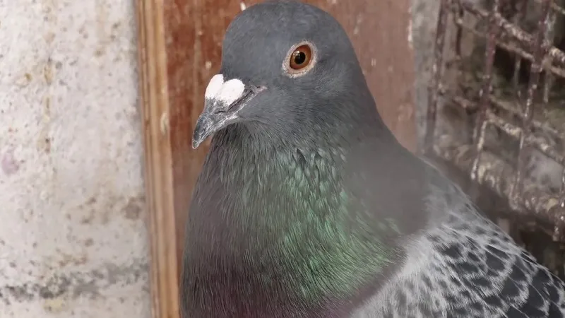 mandya dove(4)
