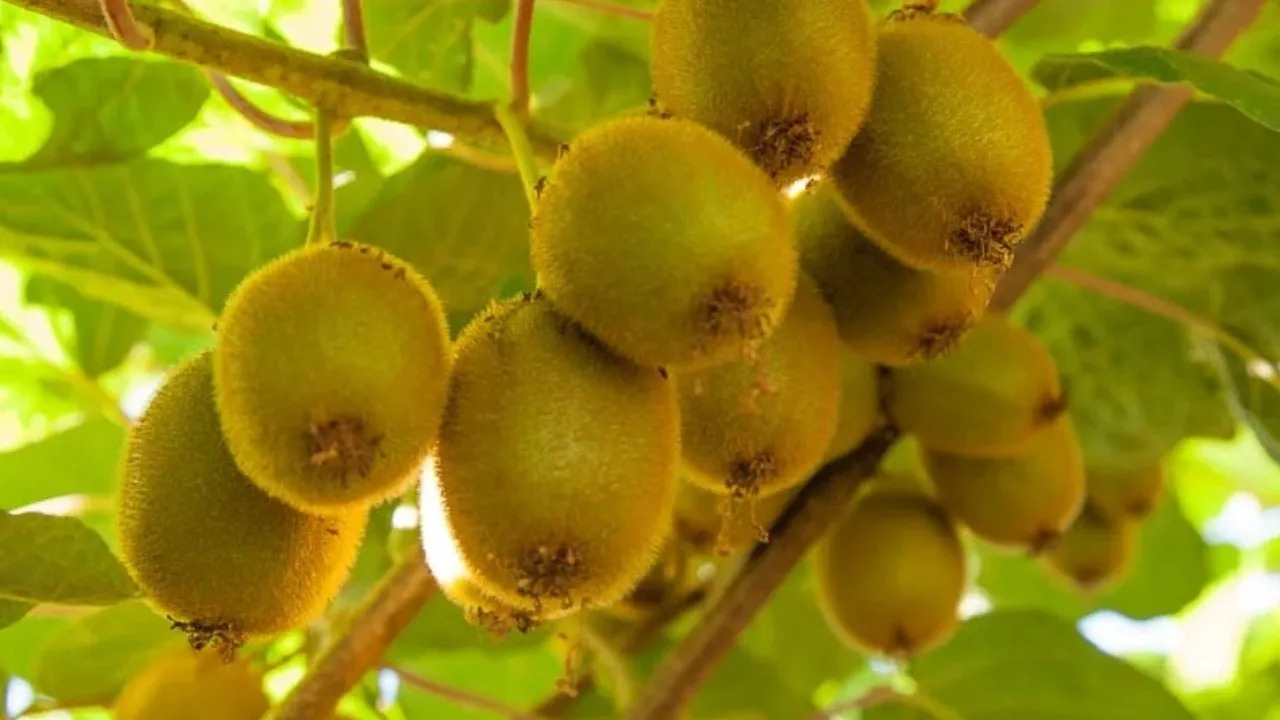 Kiwi_Fruits