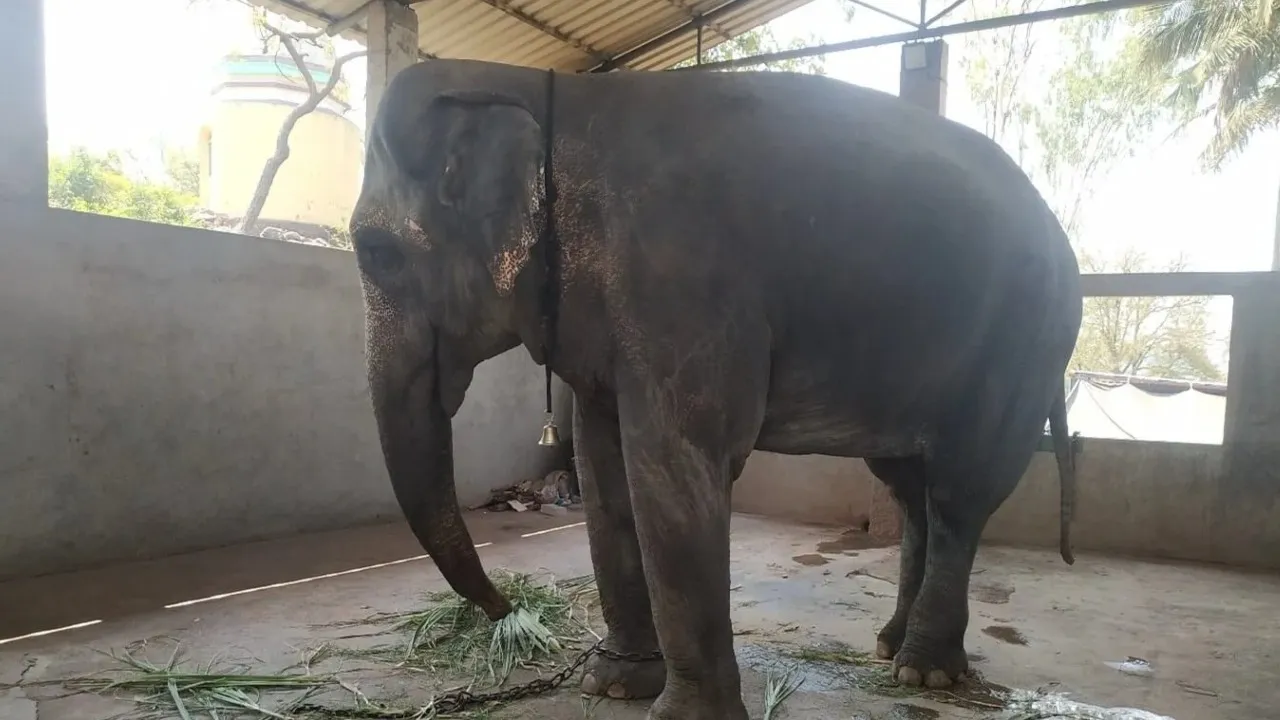 Mahdeve elephant madhuri elephant (1)