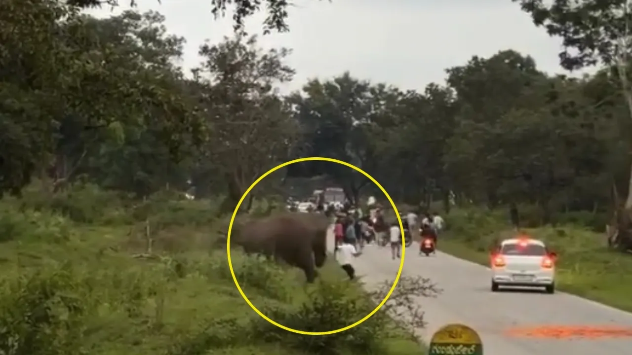 CMR_ELEPHANT