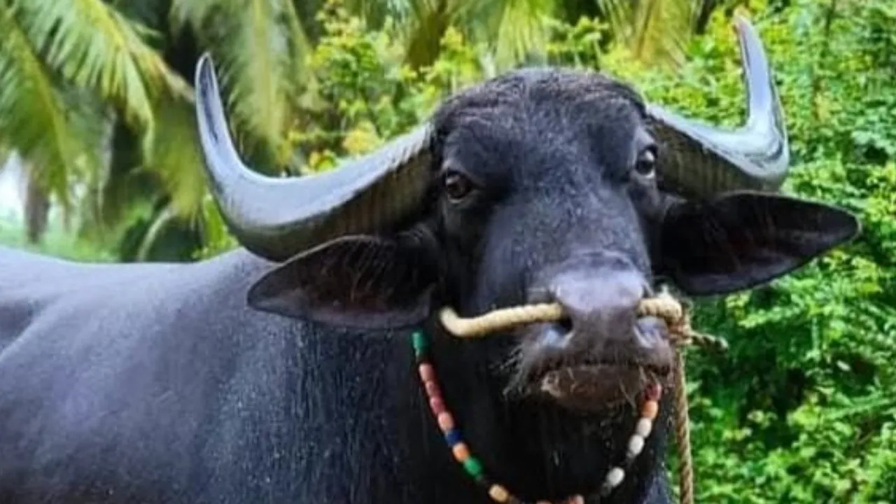 KAMBALA_CHENNA
