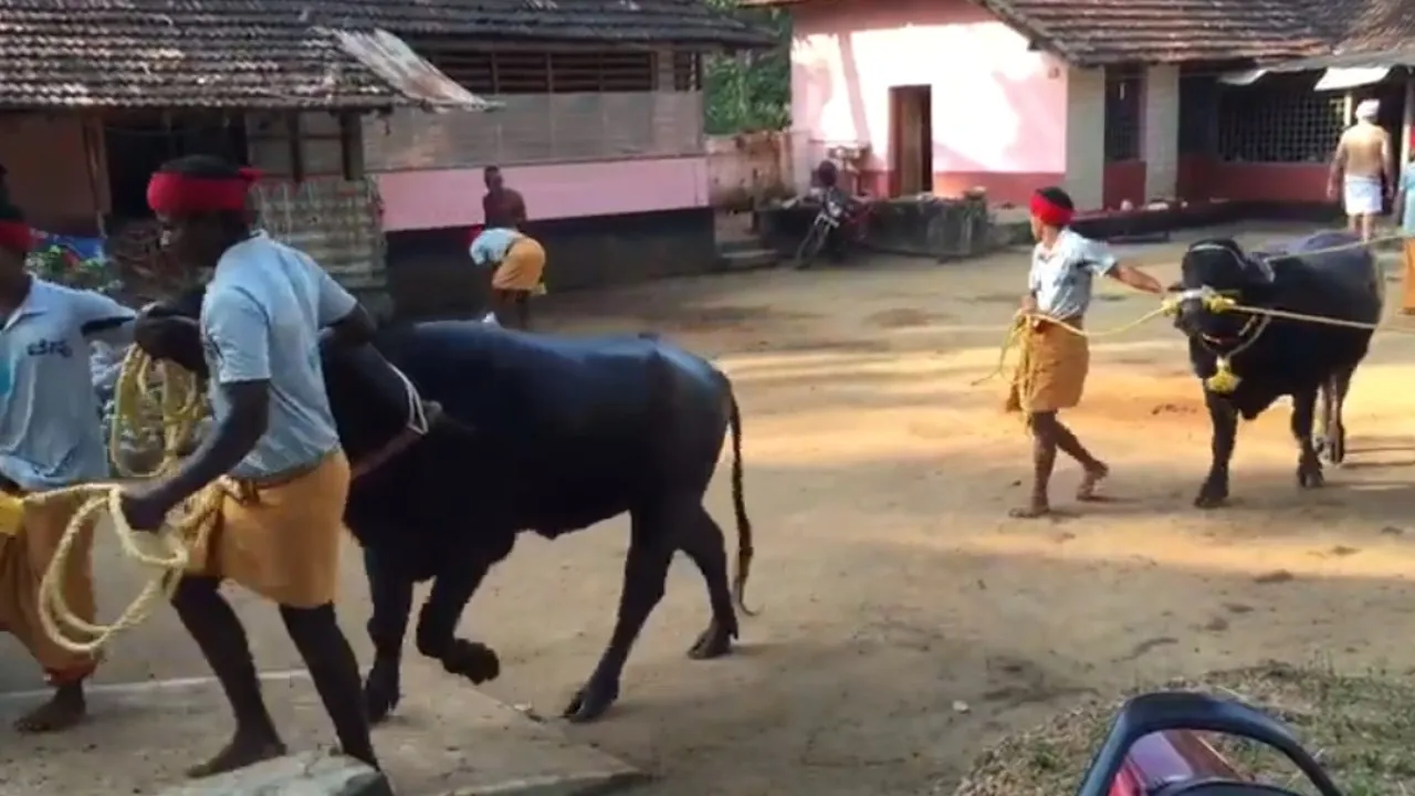 KAMBALA_New
