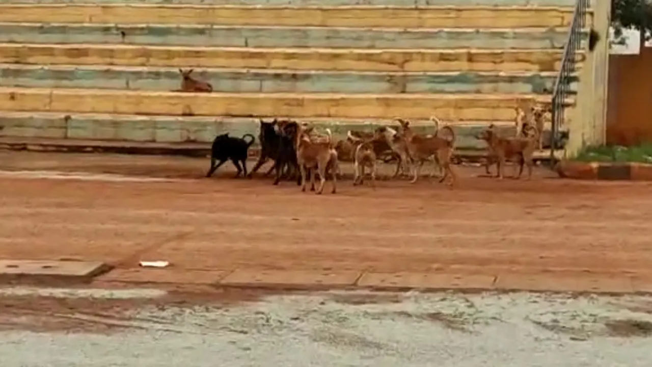 dog attack(3)