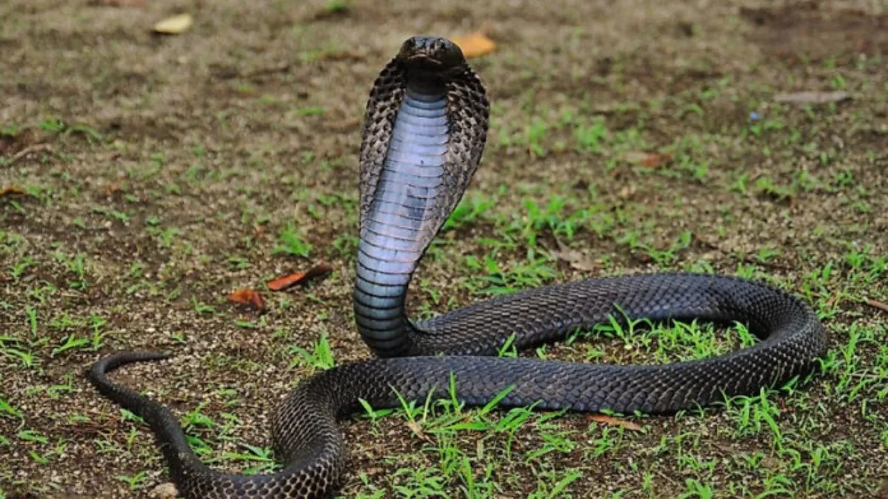 snake bite cases in karnataka