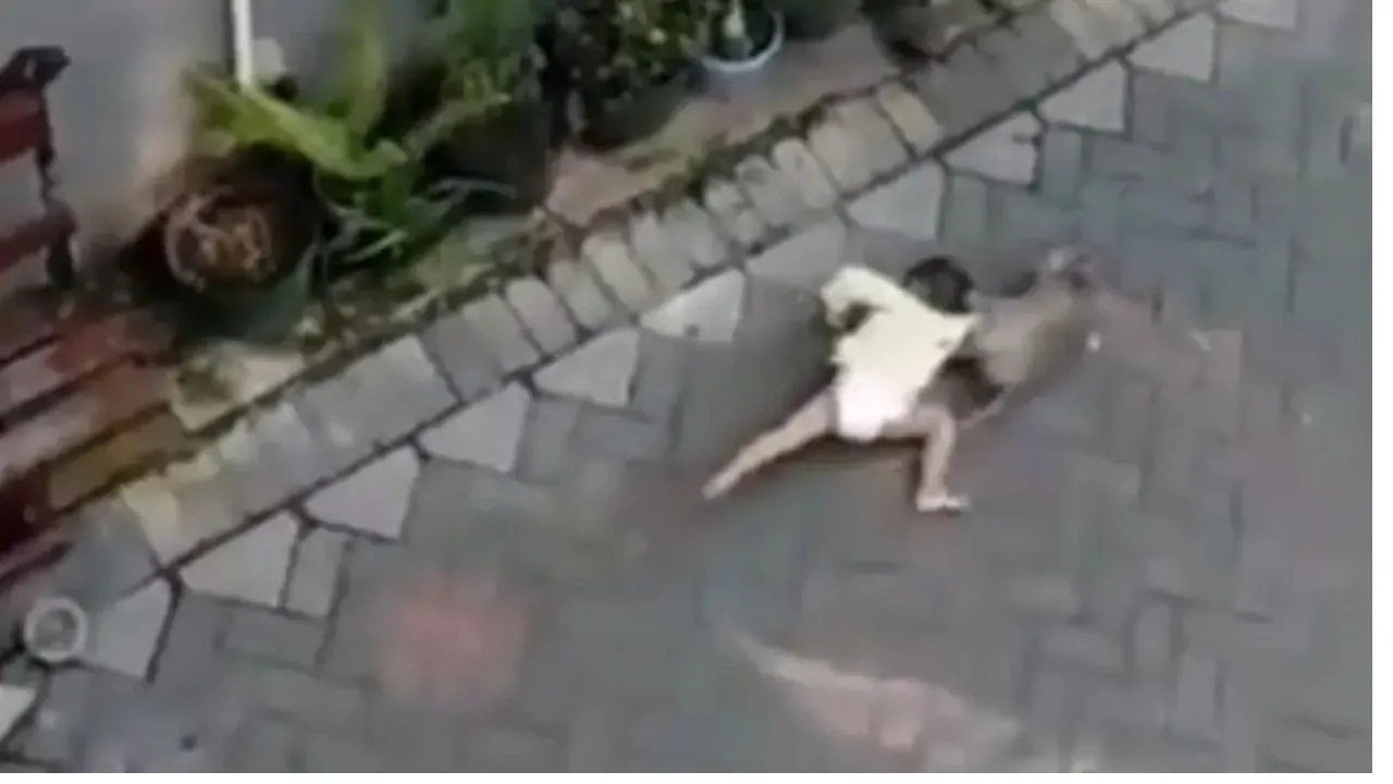 monkey kidnap child in UP02