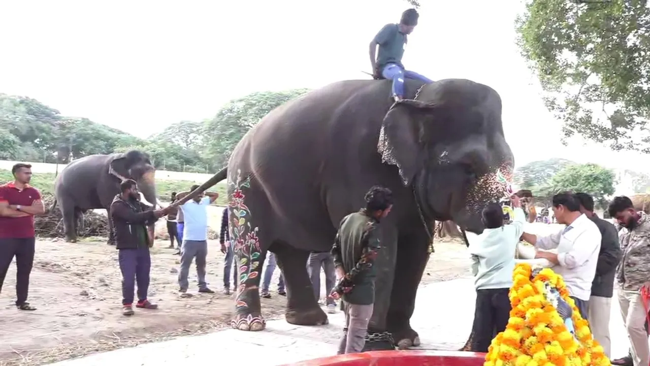 dasara elephants (2)