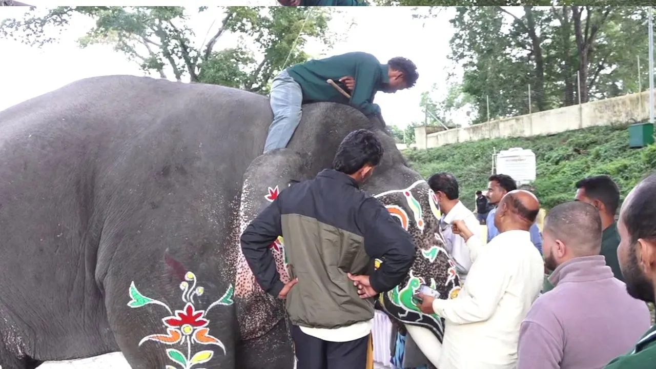 dasara elephants (4)