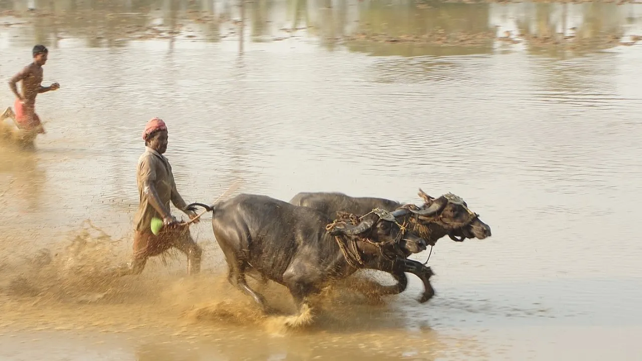 KAMBALA_GREEN