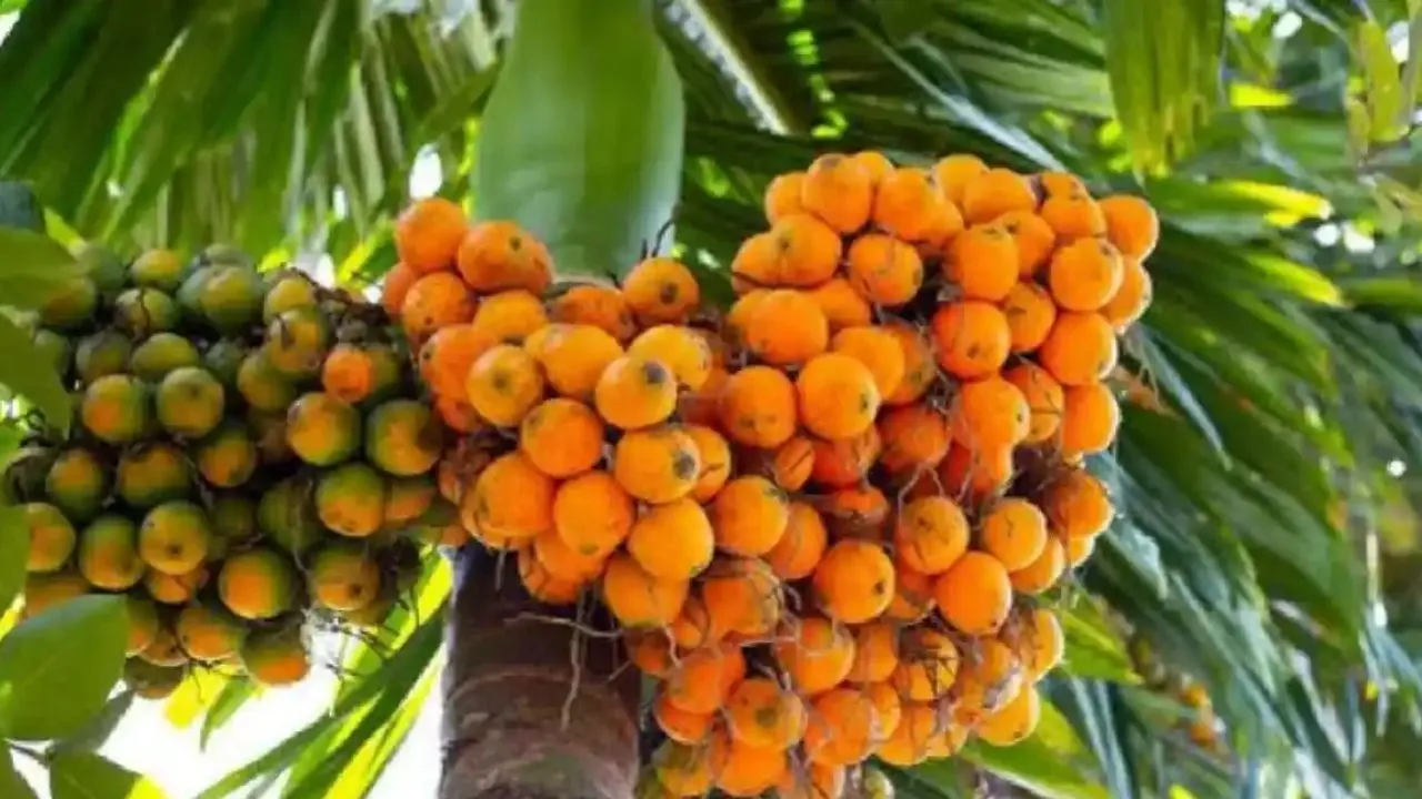arecanut (1)