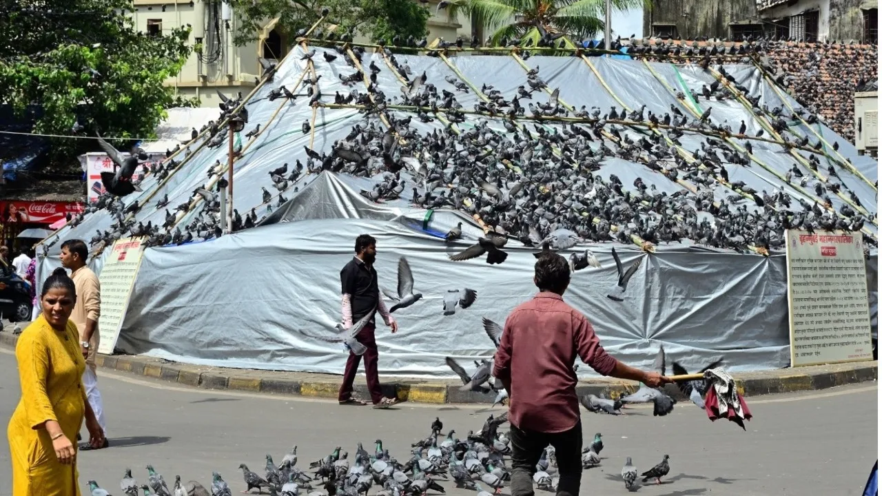 pigeons causes Health proublem02