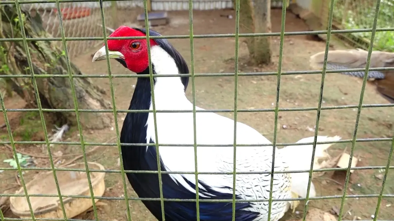 amazing pet planet sirsi (1)