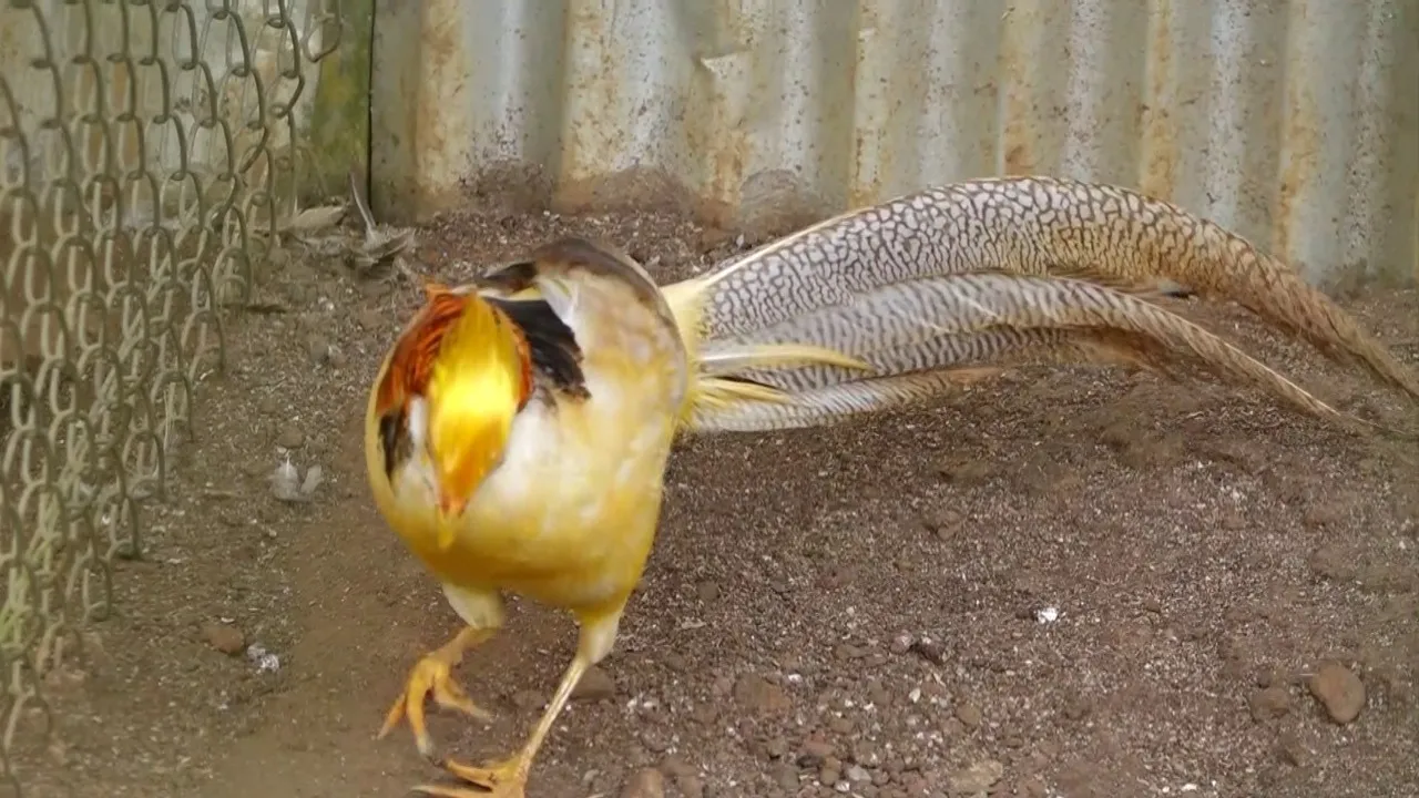 amazing pet planet sirsi (2)