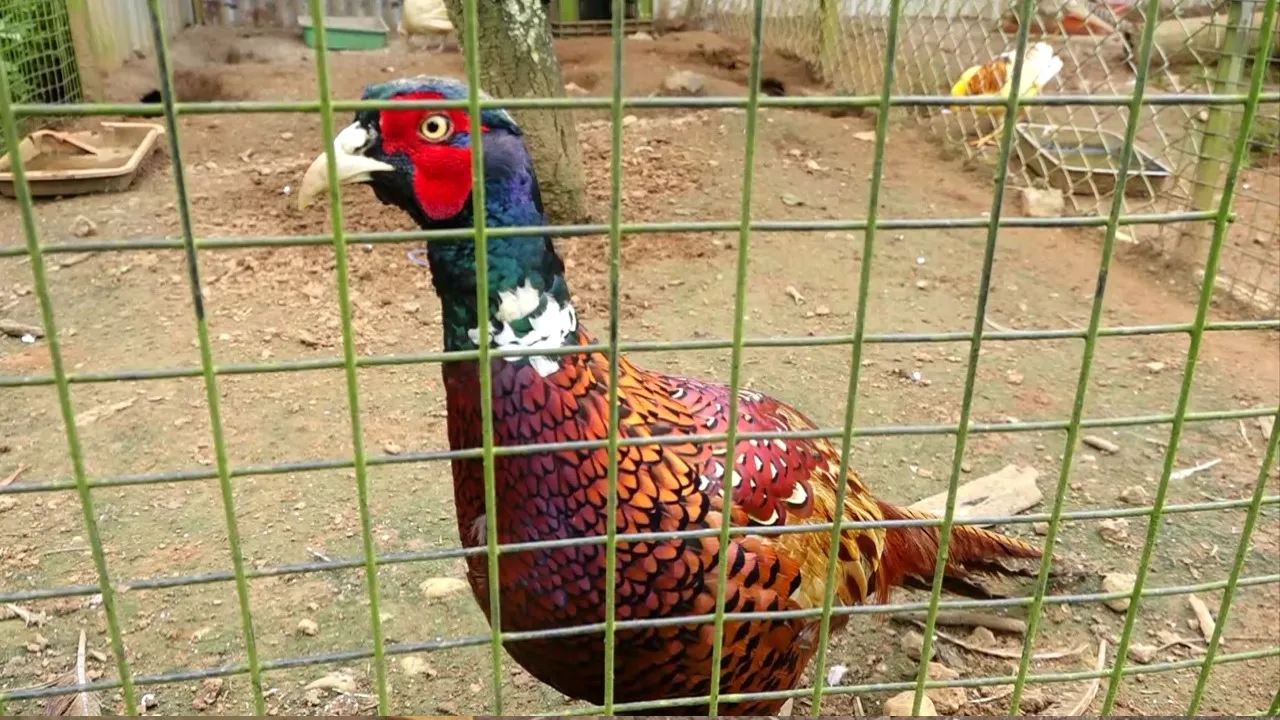 amazing pet planet sirsi (3)