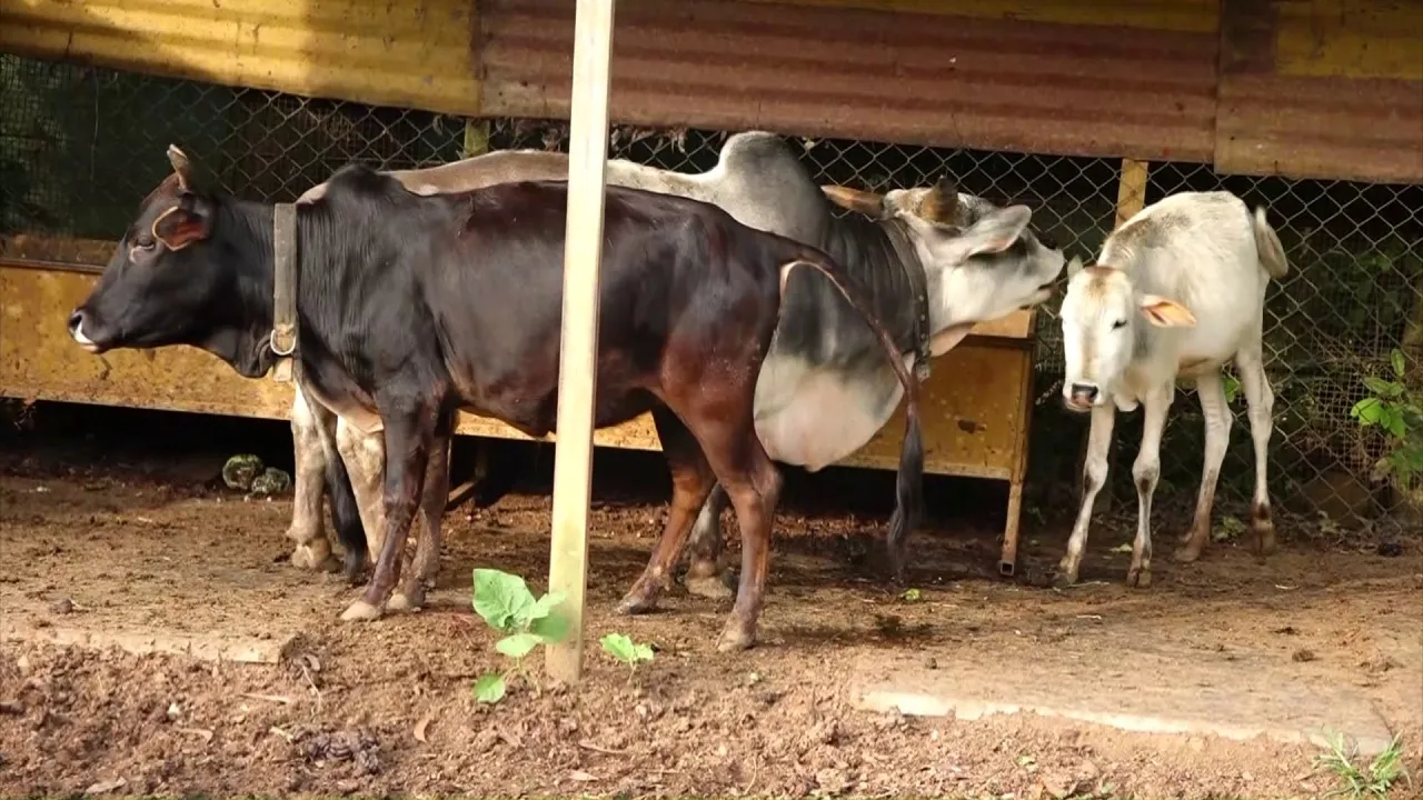 amazing pet planet sirsi (5)