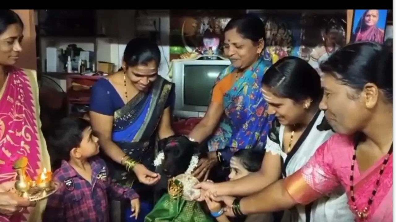 DOG BABY SHOWER AT HALIYALA02