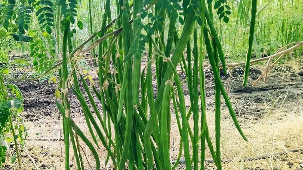 DRUMSTICK PRICE RISE 02