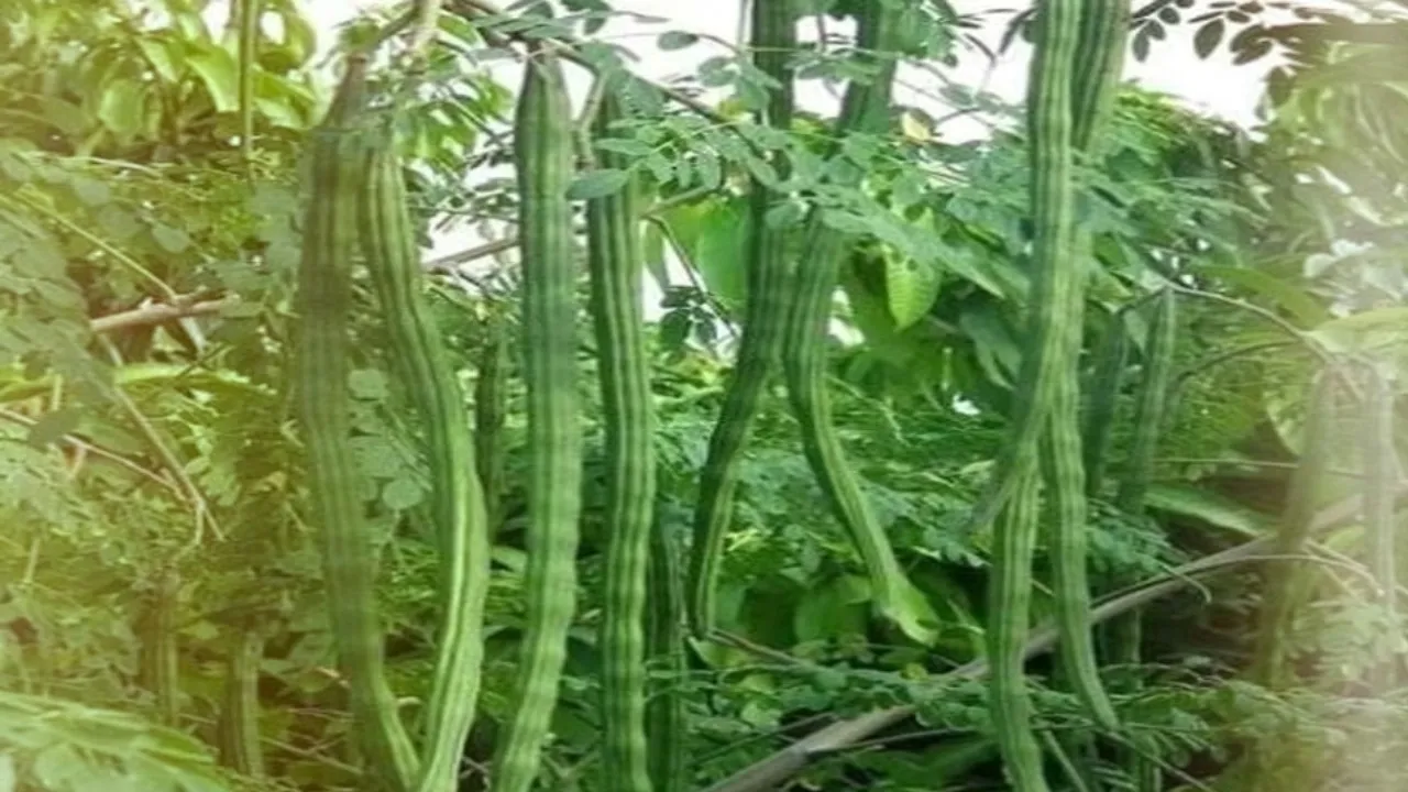 DRUMSTICK PRICE RISE 03