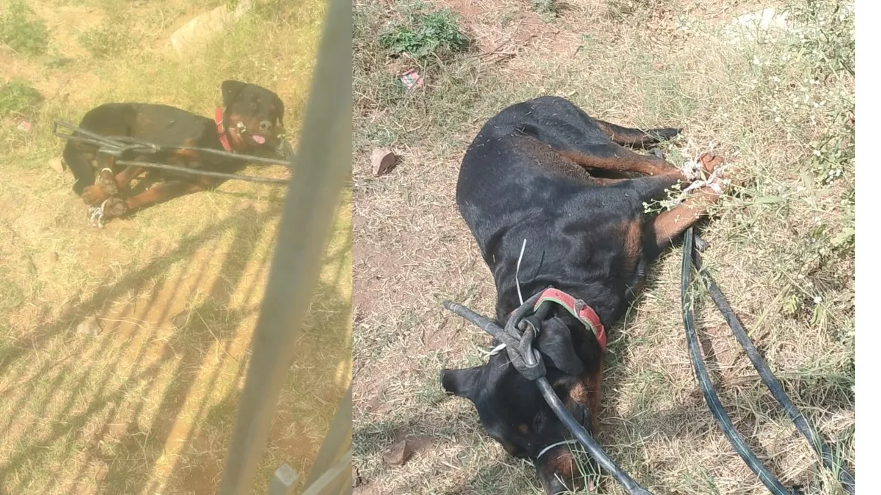 RATWILLER DOG ATTACK ON ANITHA02