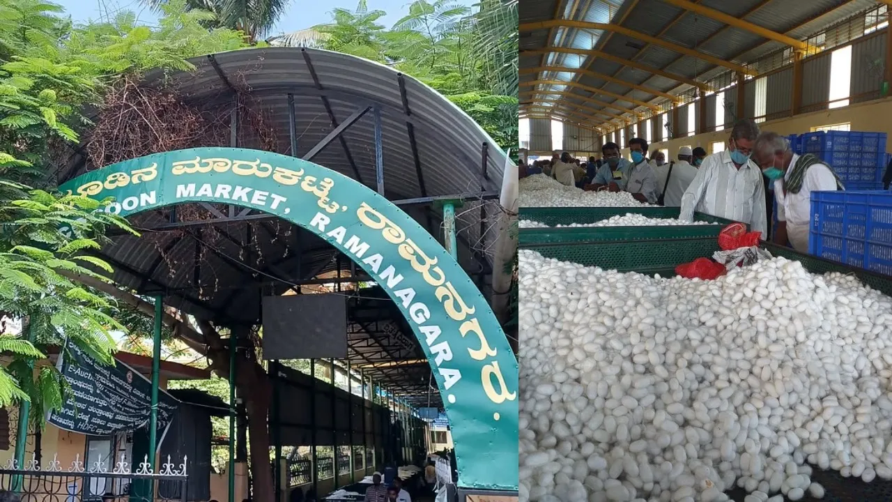 RAMNAGAR SILKWORM PRICE RISE02