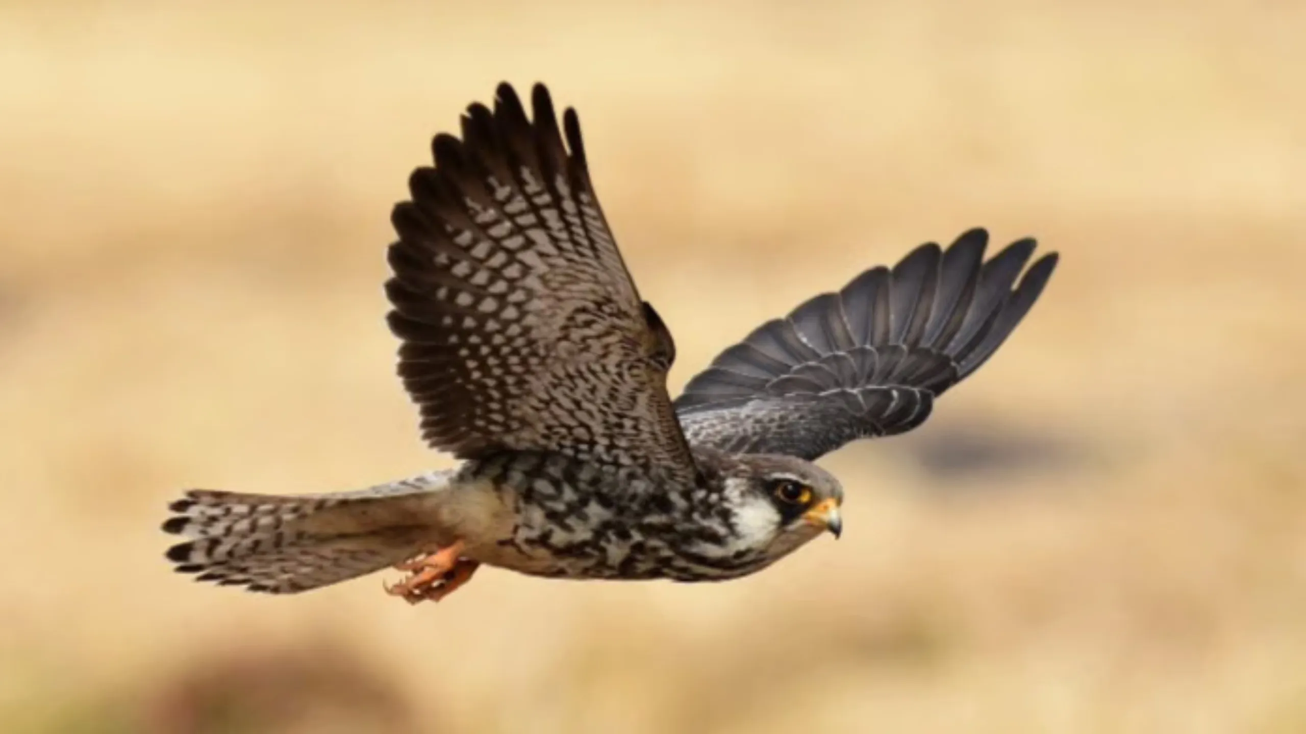 Amur falcon (3)